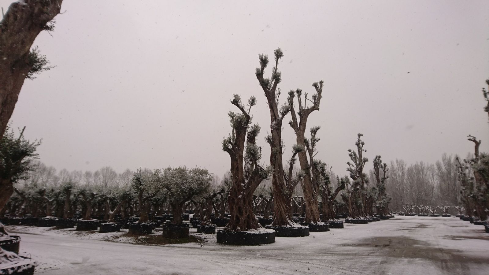 Vivero Producci+¦n nevado 2